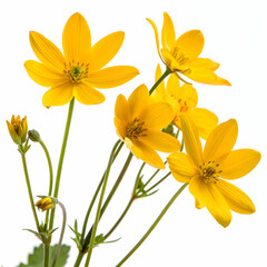 Yellow flowers isolated on transparent background  