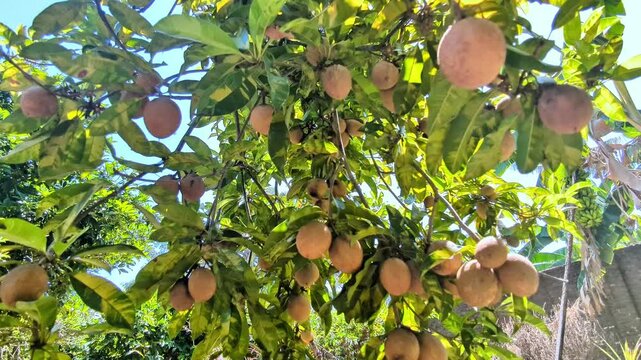 Sapodilla tree laden with ripe brown fruits under bright natural sunlight