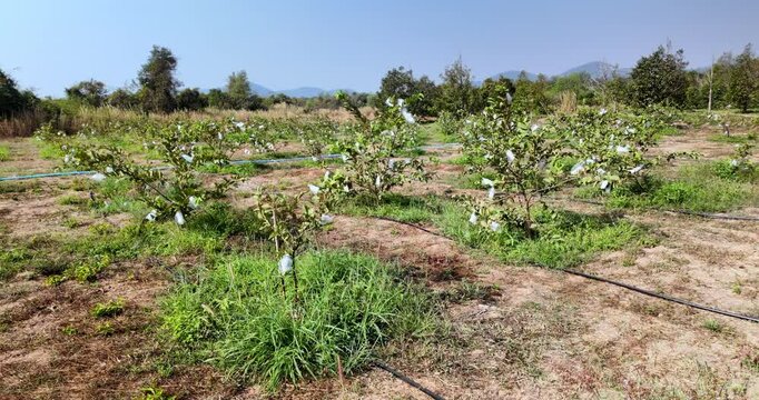 Pan from right to left. Field planted with numerous rows of young guava trees , around the base of the trees, an irrigation system, with black and blue pipes running along the rows, is visible.