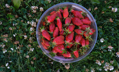strawberries