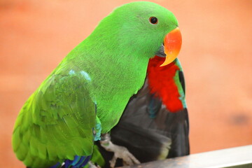 Endangered Male Moluccan Eclectus Parrot Close-Up – Bright Emerald Green Plumage, Native to Maluku Islands – Wildlife Conservation, Protected Species in Sanctuary – Exotic Bird Portrait