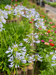 道沿いの花壇に咲くアガパンサス