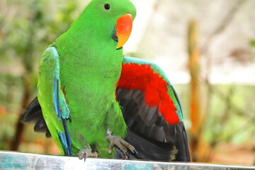 Endangered Male Moluccan Eclectus Parrot Close-Up – Bright Emerald Green Plumage, Native to Maluku Islands – Wildlife Conservation, Protected Species in Sanctuary – Exotic Bird Portrait