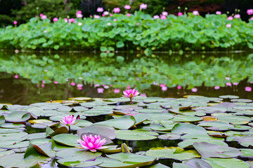 上海・復興公園の蓮池