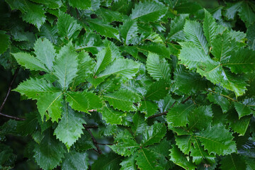 雨の日のミズナラの新緑 / Fresh Green Japanese oak Leaves on a Rainy Day