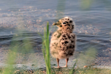 On the shore of the reservoir stands a newborn small fluffy chick of a common gull. © Ludmila