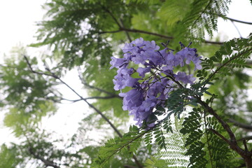 ジャカランダの花