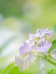 梅雨から初夏の公園や花壇を彩るアジサイのある風景。木漏れ日の光でボケた景色。ぼんやりした花畑のイメージ
