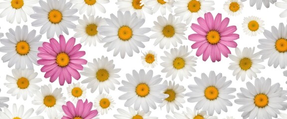 Chamomile flowers collection on white. Set of colorful Chamomile or Daisy flowers background, top view. Floral pattern.