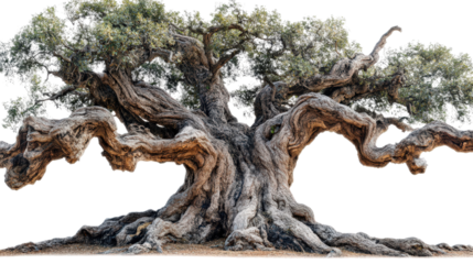 Old tree with thick bark and wide canopy Transparent background, PNG