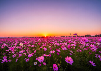 Obraz premium Pastel Cosmos Flowers in a Field at Dusk, Symbolizing Serenity and Natural Beauty for Wellness and Mindfulness Campaigns