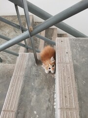 Curious Fluffy Orange Kitten on Stairs