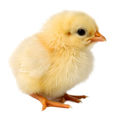Obraz premium Baby chicken isolated on white background 