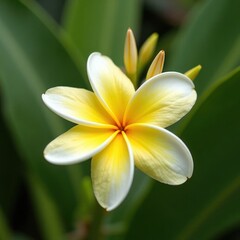 Obraz premium Close-up of a vibrant yellow and white plumeria flower.