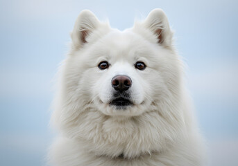 White dog portrait