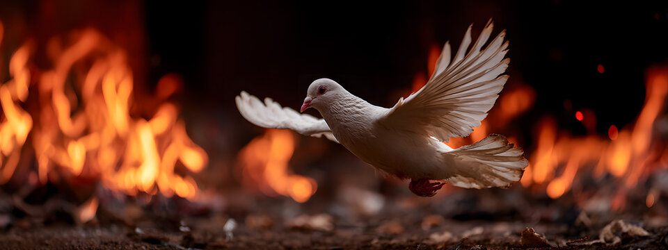White dove in fire in the war. World peace day. Stop war in Ukraine. Peace crisis, no war, equality and love concept. Hiroshima Day. Background for banner, slogan, card, poster