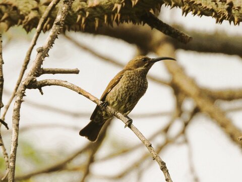 Marico Sunbird, female in Lake Manyara National Park