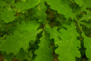 Oak leaves close-up. Horizontal nature photo