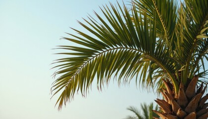 Fototapeta premium Palm frond against a pale sky.