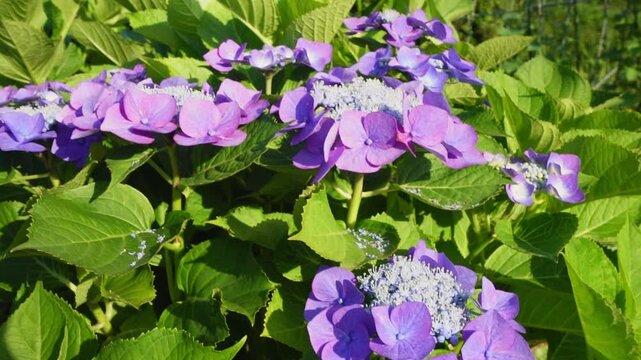 Slow Motion Upward Shot of Purple Lacecap Hydrangea under Blue Sky