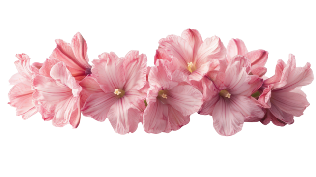Pink hyacinth flower Transparent background, PNG
