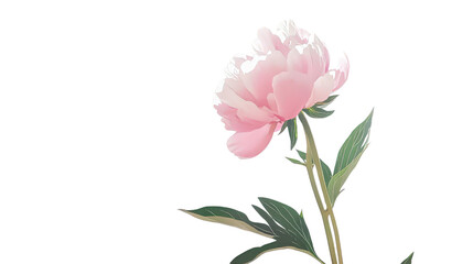 Pink peony bloom Transparent background, PNG