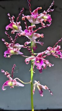 pink dendrobium antelope orchid flower, curly petal exotic orchid hybrid, blooming tropical flower from indonesia

