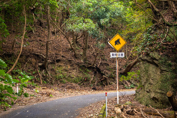 Forest Road in the western part of Yakushima Island, Kagoshima Prefecture, Japan, the scope of the World Natural Heritage