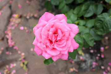 薔薇（マリア・カラス）