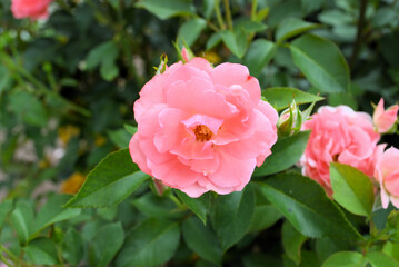 薔薇（ジャルダン・ドゥ・フランス）