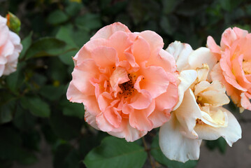 薔薇（チア・ガール）