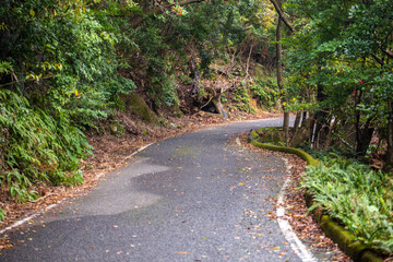 Forest Road in the western part of Yakushima Island, Kagoshima Prefecture, Japan, the scope of the World Natural Heritage