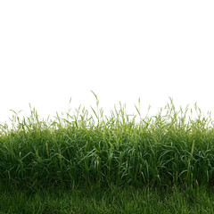 Lush Green Grass Dew Drops Nature Background isolated on a transparent background