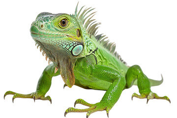 Naklejka premium Green Iguana Reptile Portrait Exotic Wildlife Animal Nature isolated on a transparent background