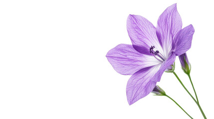 Purple lavender flower Transparent background, PNG