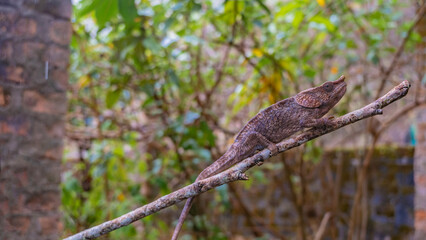 The chameleon is hiding in a tree. He holds onto a branch with his paws. Pinkish-brown patterned skin, long tail. Side view. The soft background- green vegetation. Madagascar. Kennel reptiles Peyriyar