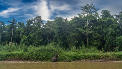 The pygmy elephant comes out of the river onto a clay bank overgrown with tall green grass. View from the back. Thickets of rainforest trees against a blue sky, clouds. Malaysia. Borneo. Kinabatangan