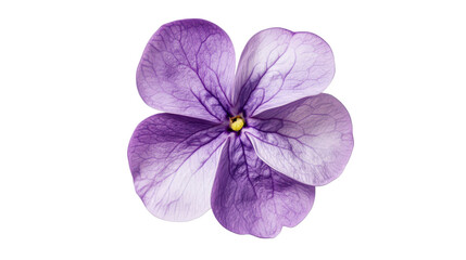 Obraz premium Purple lilac flower Transparent background, PNG