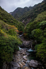 Forest Road in the western part of Yakushima Island, Kagoshima Prefecture, Japan, the scope of the World Natural Heritage