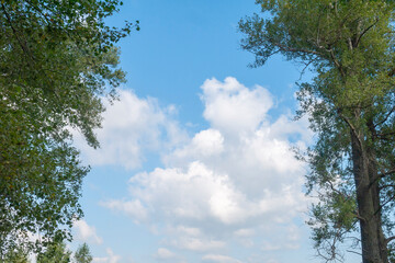Blue sky, white clouds and green trees. Summer natural landscape.