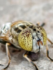 macro of a wasp