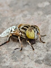 mosquito extreme macro