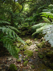 八丈島の森  東京都 日本