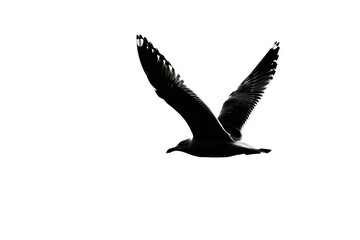 A black and white bird flying in the sky