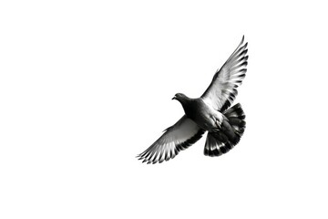 A black and white bird flying in the sky
