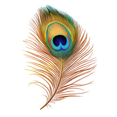 Obraz premium Vibrant Peacock Feather Isolated on Black Background isolated on a transparent background