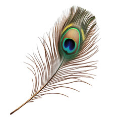 Peacock feather isolated on black background vibrant colors eye detail isolated on a transparent background