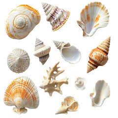 Seashells Collection Ocean Treasures Beach Finds Summer Memories isolated on a transparent background