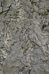 Beautiful close-up of the bark of gingko biloba