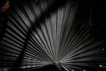 Patterns in nature in black and white image for background use